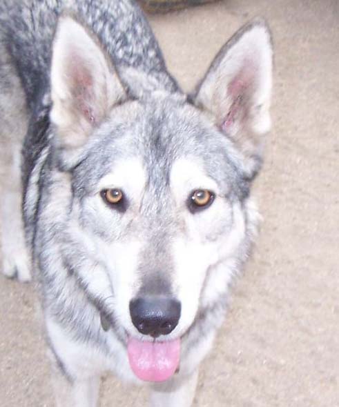 I am Shadow     (2), and I am looking for a home