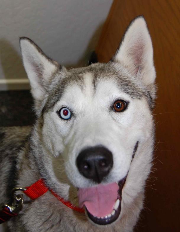 I am Sierra, and I found a home!