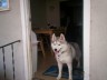 I am Sky, and I am looking for a home