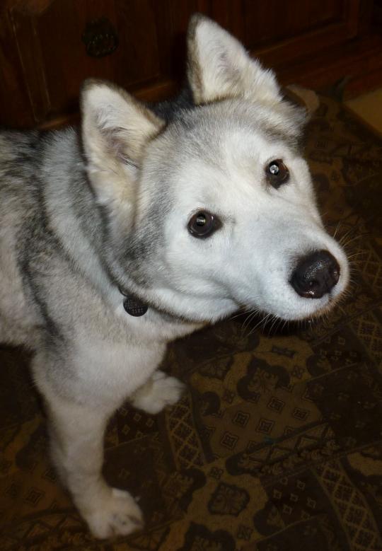 I am Suzy, and I am looking for a home