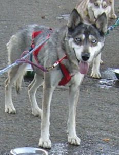 I am Sweetie, and I am looking for a home