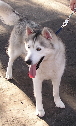I am Tundra, and I am looking for a home